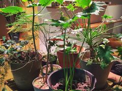 -柴务处·柴犬主题狗咖