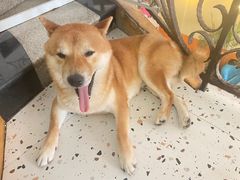 -喜柴咖啡·柴犬狗咖