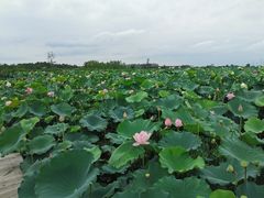 -池杉湖湿地公园