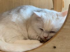 -飞行喵MR PILOT|猫舍·猫咖(静安大融城店)