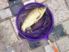 -酷鱼垂钓CLUB(朝阳区博大路店 )