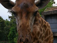 -清迈夜间动物园