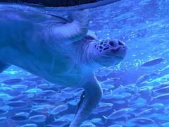 -太平洋海底世界