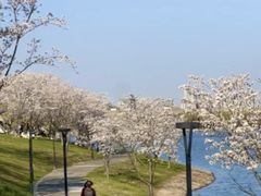 -羊山湖公园