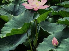 -莲池书院博物馆