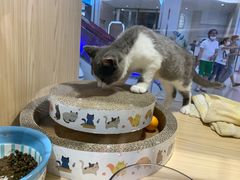 -屋虎猫馆(宝安大仟里店)