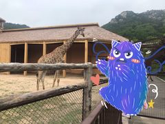 -青岛森林野生动物世界
