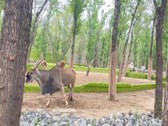-北京野生动物园
