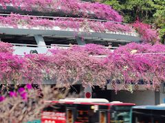 -深圳市中科院仙湖植物园