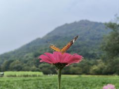 -八卦田遗址公园