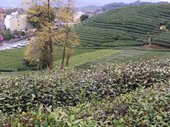 -龙坞茶村