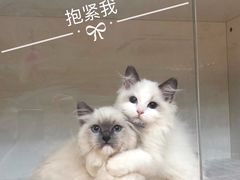 -lincat·猫舍(广州店)