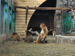 -西安秦岭野生动物园