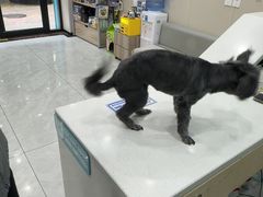-安安宠医宠物医院·异宠·犬猫内科(岳阳分院)