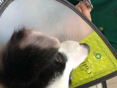 -瑞鹏宠物医院·猫科·宠保定点(梅溪湖分院)