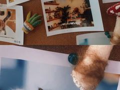 -吉丁鸟咖·异宠·寄养