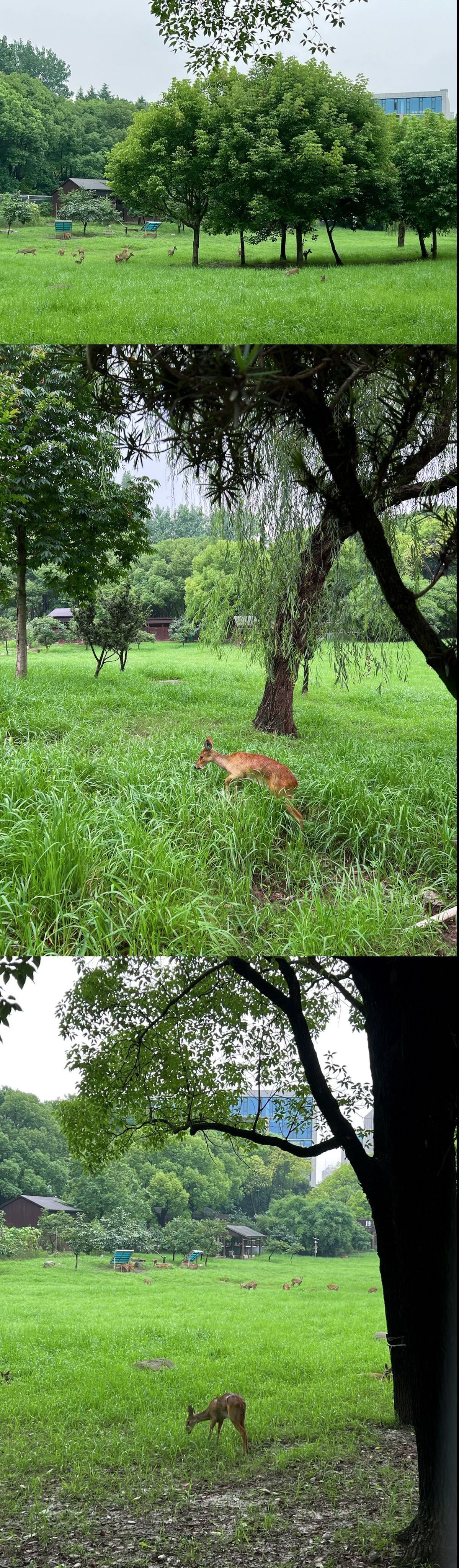 三伏天来华夏公园找寻奈良的小鹿