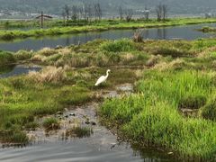 -腾冲北海湿地