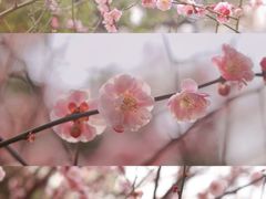 -趵突泉景区