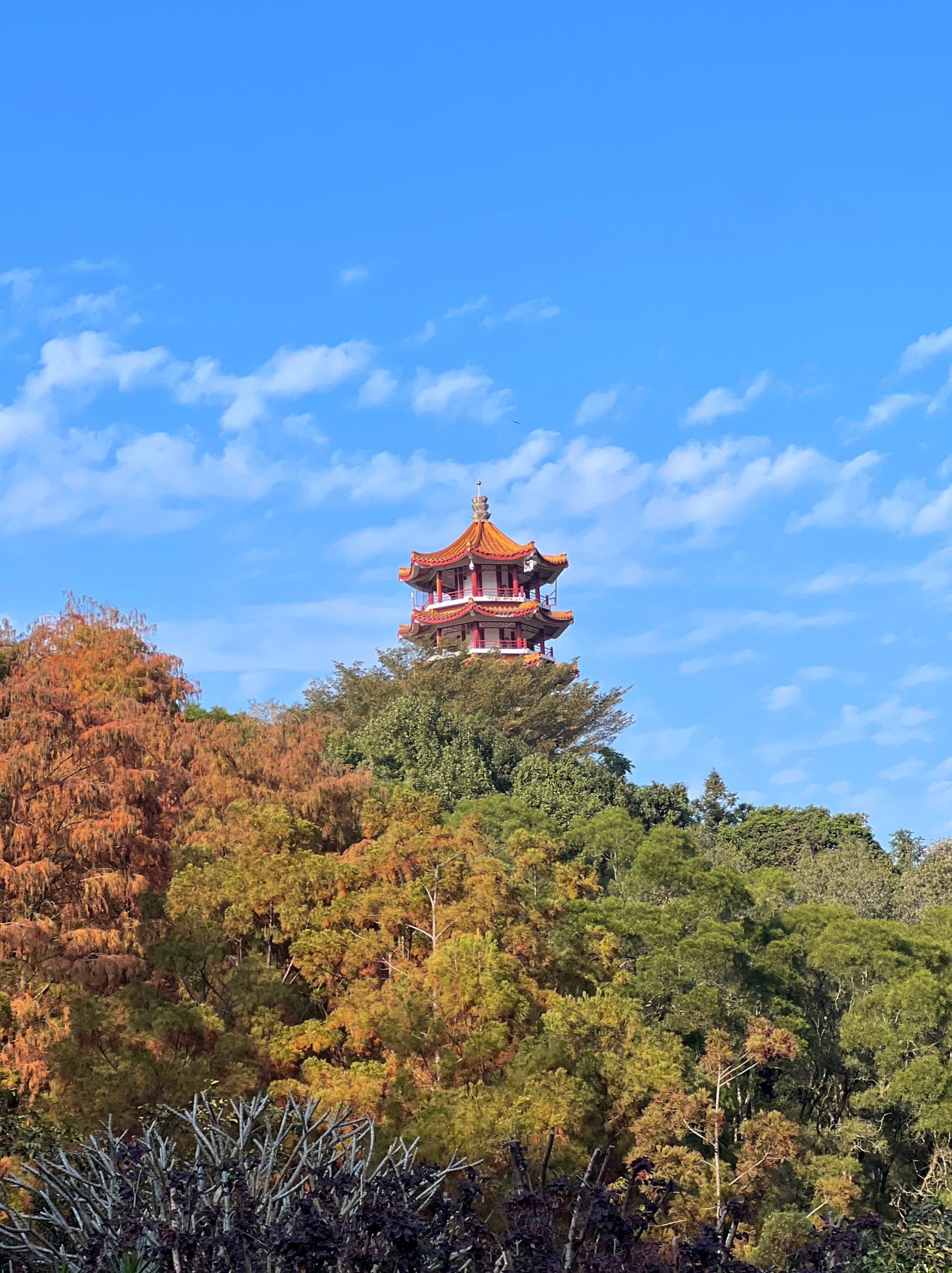 🍁🍁🍁#深圳市#仙湖植物园