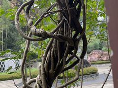 -铁山坪森林公园