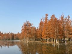 -白鹭湾湿地公园