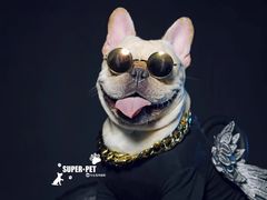 -超宠爱宠物摄影-Super pet