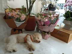 -Gigi Florist·Dk Coffee