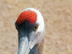 -盐城丹顶鹤湿地生态旅游区