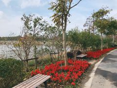 -上海长兴岛郊野公园