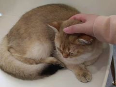 -飞行喵MR PILOT|猫舍·猫咖(静安大融城店)