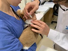 -菲尔斯特宠物医院