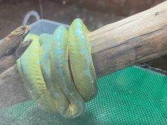 -上海大自然野生昆虫馆(东方明珠·爬宠昆虫探索中心)