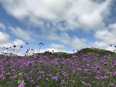 -北京东方普罗旺斯薰衣草庄园