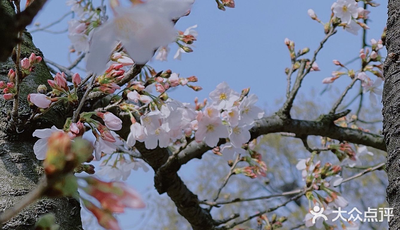 🌸无锡鼋头渚-樱花没开