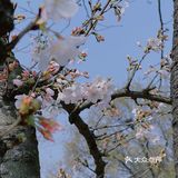 🌸无锡鼋头渚-樱花没开
