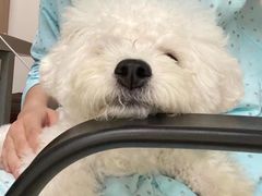 -萌宠之家·腊肠犬·马尔泰·小体犬舍