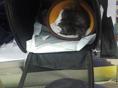 -天时宠物医院24小时疑难病例会诊中心(顾乡大街总院)