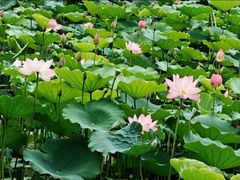-荔湾湖公园