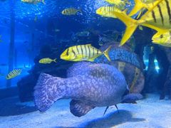 -太平洋海底世界