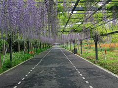 -东平国家森林公园