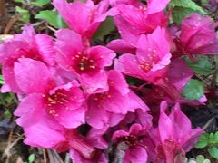 -天适樱花悠乐园