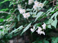 -终南山国家森林公园