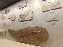 -辽宁古生物博物馆