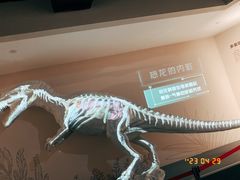 -自贡恐龙博物馆