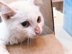 -瑞派康怡24h宠物医院·犬猫医疗中心·微创绝育(瑞景分院)