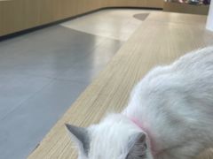 -阿荣24H宠物医院·综合型转诊中心·CT·核磁影像中心