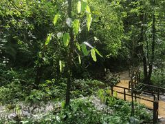 -莫里热带雨林景区
