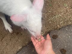 -费瑟代尔野生动物园