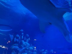 -烟台海昌鲸鲨海洋公园